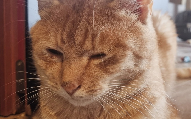 Zbiórka Szansa na ŻYCIE Biszkopta. - zdjęcie główne