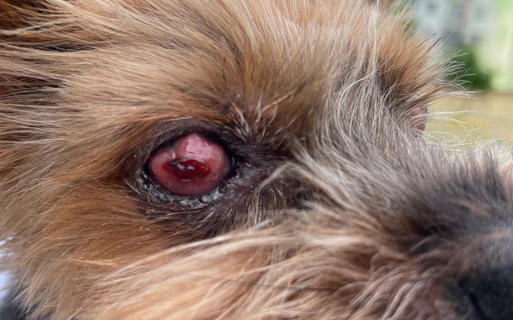 Zbiórka Na Felusia oczka i tchawicę - zdjęcie główne