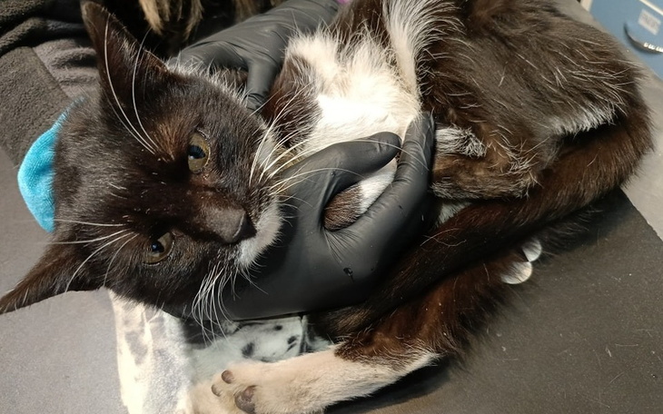 Kot w rękach weterynarza, wygląda na zrelaksowanego i zadbanego.