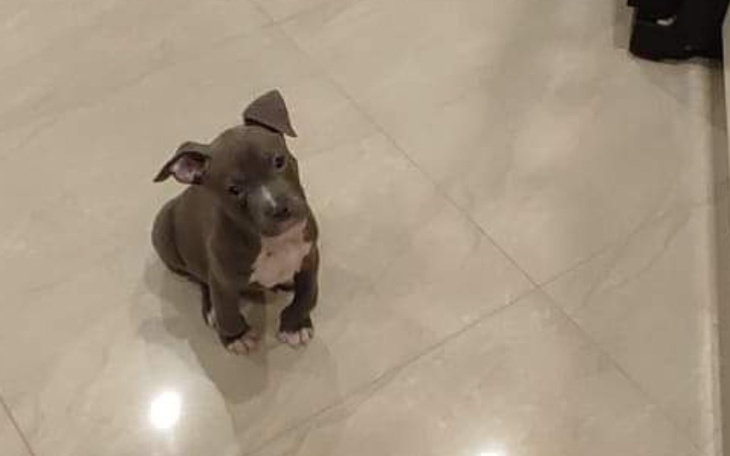 Mały szczeniak siedzący na podłodze, z ciekawym spojrzeniem.