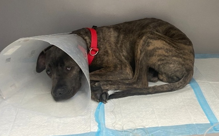 Pies w kołnierzu ochronnym, leżący na podłożu.