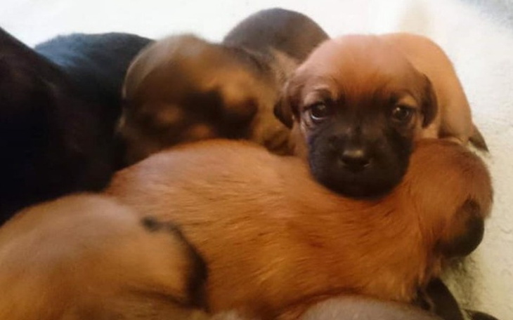 Zbiórka Nie pozwolimy Wam umrzeć - zdjęcie główne