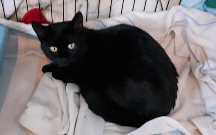 Zbiórka NEGRA, na walkę z panleukopenią - zdjęcie główne