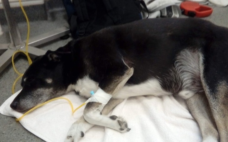 Chory pies leżący na podłodze w klinice weterynaryjnej.