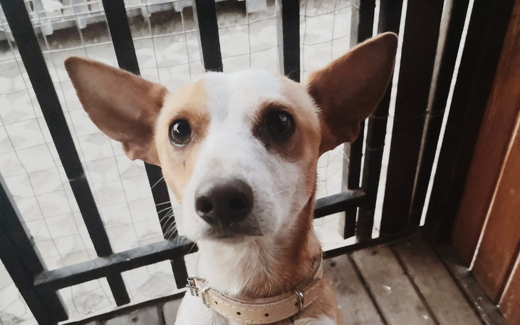 Zbiórka Jimmy ma szansę na lepsze życie - zdjęcie główne