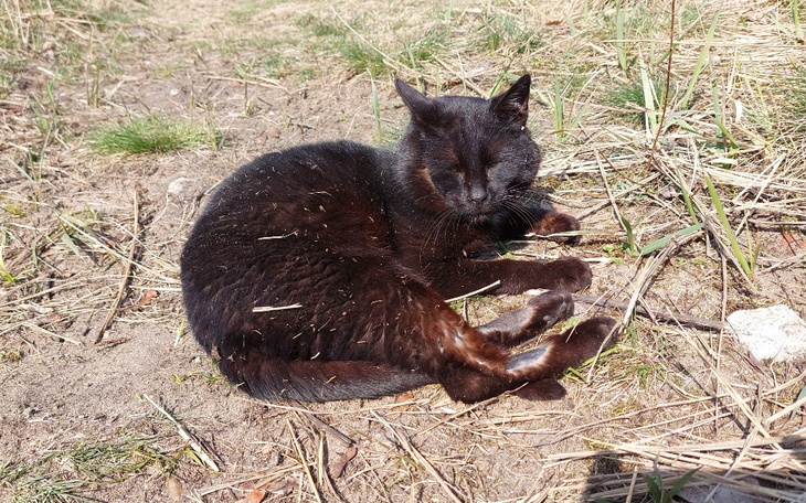 Zbiórka Kocurek Misiek prosi o pomoc - zdjęcie główne