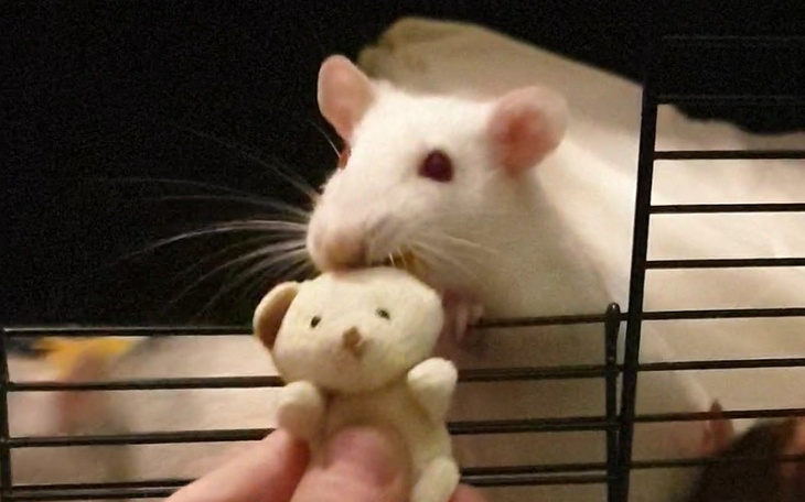 Zbiórka Laparotomia i wycięcie guza - zdjęcie główne