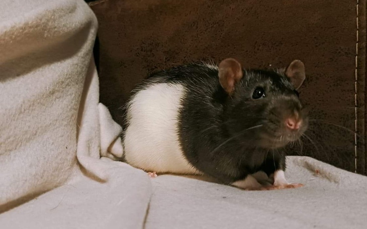 Zbiórka Boba i Jango Fett - zdjęcie główne