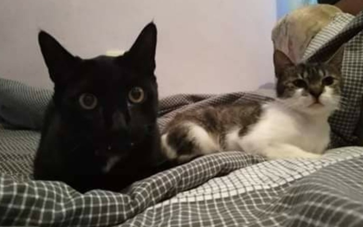 Zbiórka KARMA dla 3 kociaków - zdjęcie główne