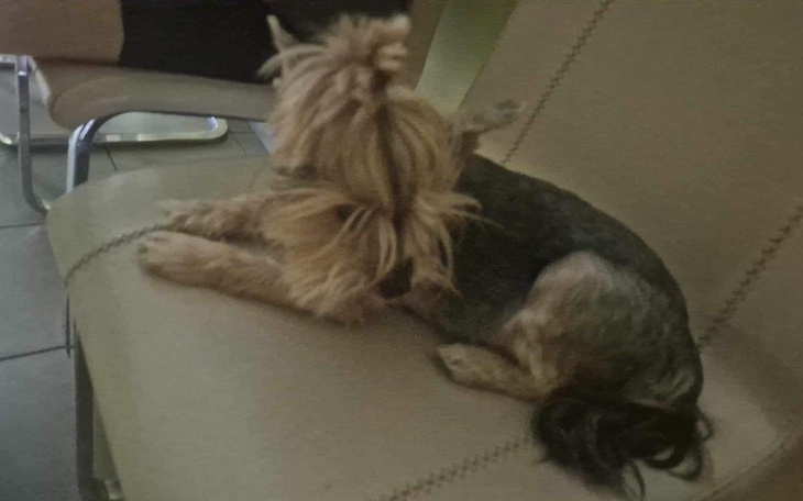 Zbiórka Operacjadlapsawiezadlakrzyżowego - zdjęcie główne