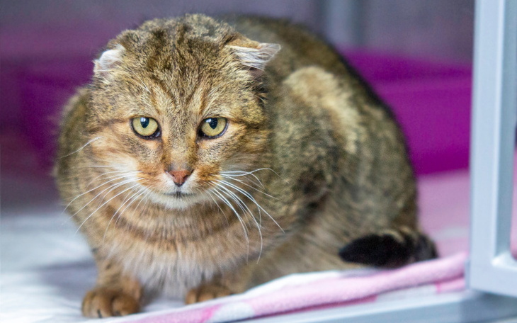 Zbiórka Mruczarnia - styczeń 2023 - zdjęcie główne