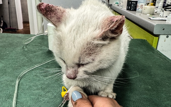 Zbiórka Umierała na oczach wszystkich - zdjęcie główne