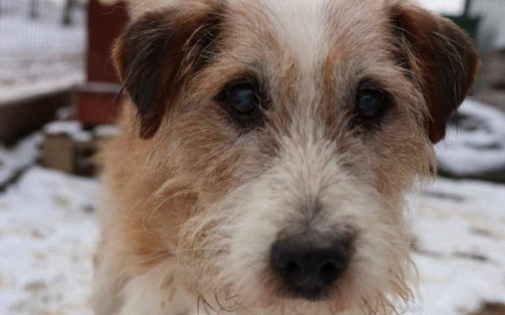 Pies z wyrazem przyjaźni, na tle zimowego krajobrazu.