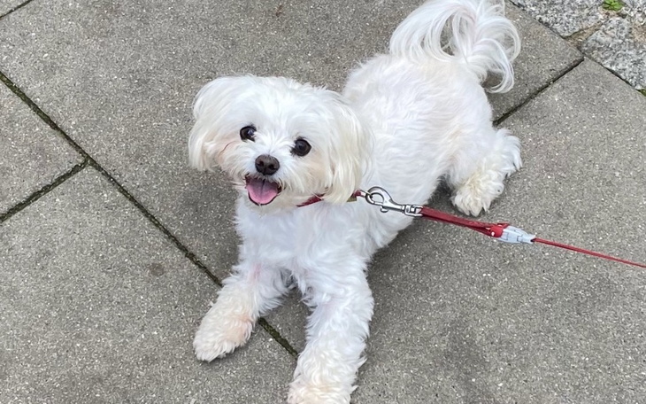 Słodki piesek na spacerze, pełen radości.