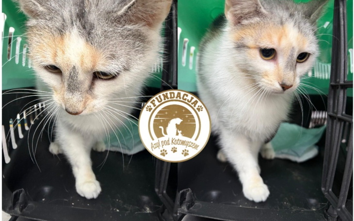 Kot w transporterze, z ciekawym spojrzeniem.