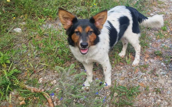 Szczęśliwy pies na tle zieleni, uśmiechający się do kamery.