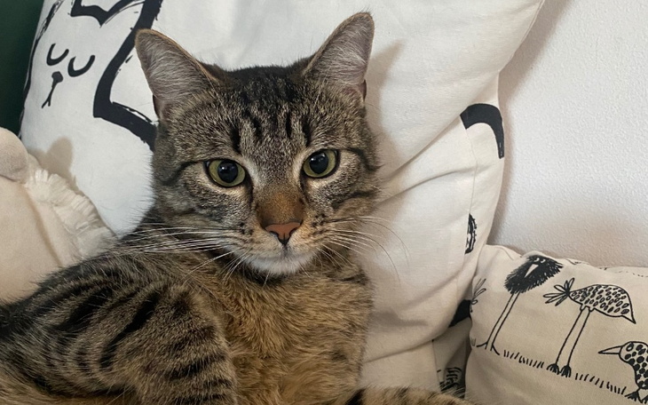 Zbiórka Uratujmy Kotka Lucjana - zdjęcie główne