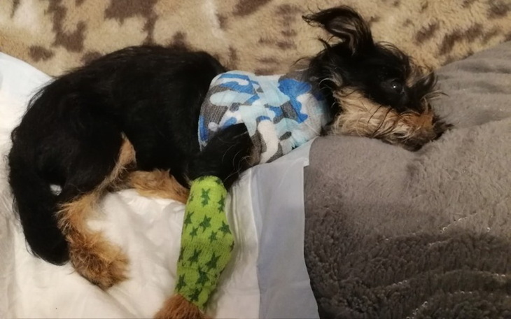 Zbiórka Na tomografię Lili po wypadku - zdjęcie główne