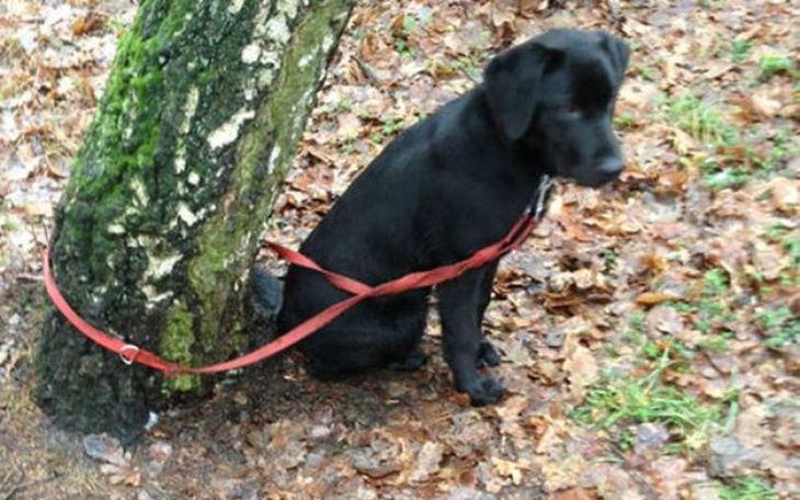 Zbiórka Otwarcie prywatnego schroniska - zdjęcie główne