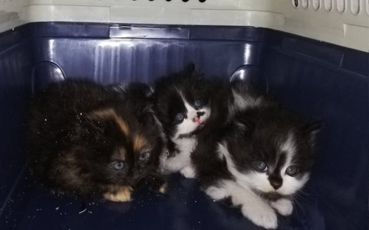 Zbiórka Kocie dzieci w tarapatach - zdjęcie główne