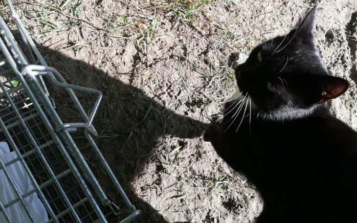 Zbiórka Szczepienie Aronii - zdjęcie główne