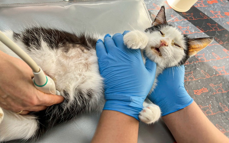 Zbiórka Na przekór śmierci. Walka Borysa - zdjęcie główne