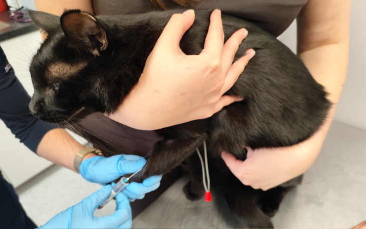 Zbiórka Badania grupy krwi kocich dawców - zdjęcie główne