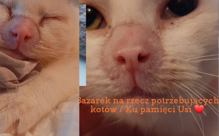 Zbiórka Bazarek Ku Pamięci Usi.. - zdjęcie główne