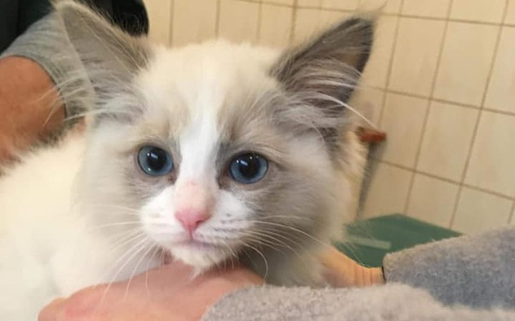 Zbiórka Pomóżmy Kocim Sierotkom! - zdjęcie główne