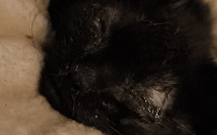 Zbiórka Pomóżcie małemu kotkowi - zdjęcie główne