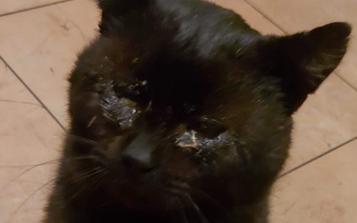 Zbiórka Leczenie Kota - Antosia - zdjęcie główne