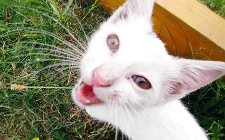 Zbiórka Kocia sierota ze stodoły - zdjęcie główne