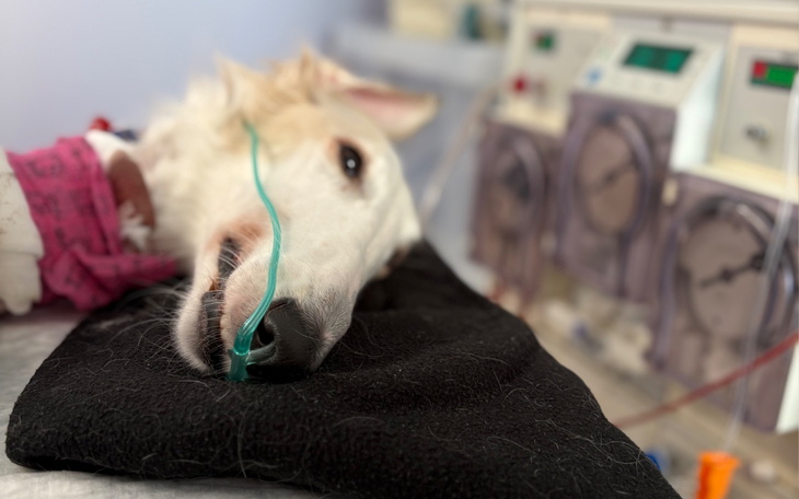 Chory pies leży na stole, podłączony do aparatury medycznej.