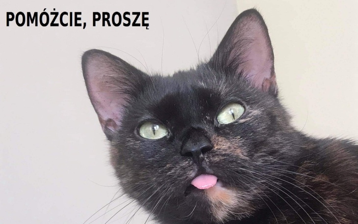 Zbiórka Ratujemy życie ukochanej kici - zdjęcie główne
