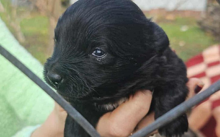 Szczeniak trzymany w rękach, z wyrazistym spojrzeniem.