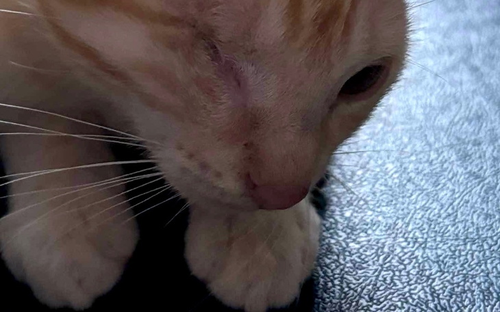 Zbiórka Pomóż pomagać kociakom - zdjęcie główne