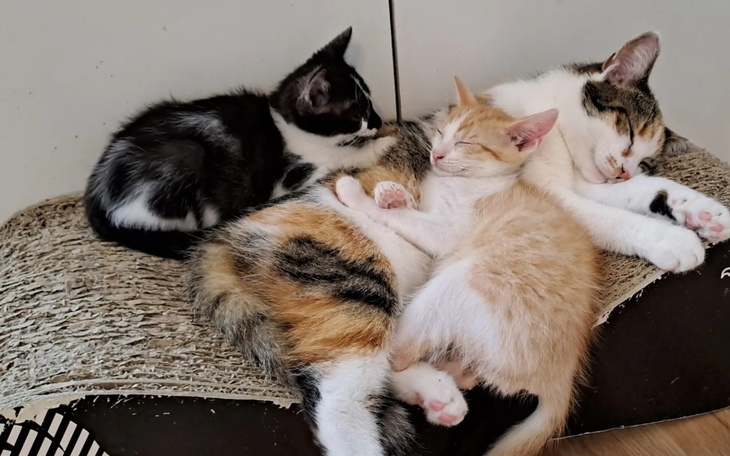 Zbiórka Bazarek dla kociaków z Mruczkowa - zdjęcie główne