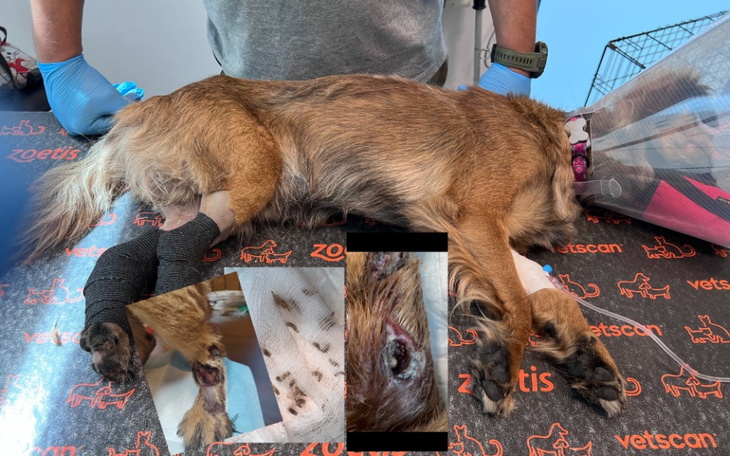 Zbiórka Ratunek dla psa zjadanego żywcem - zdjęcie główne