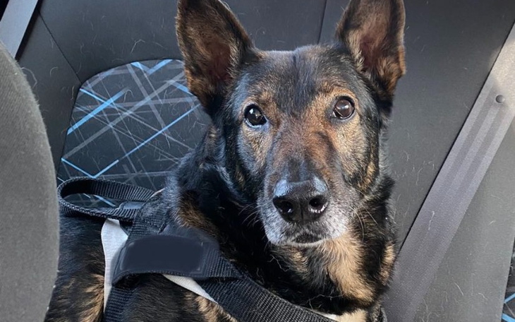 Zbiórka Pomóżcie Dragonowi żyć... - zdjęcie główne