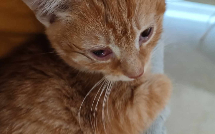 Zbiórka Ratuj koty z nami Pomocy - zdjęcie główne