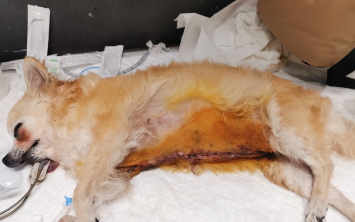 Zbiórka Trzy operacje malutkiej chi - zdjęcie główne