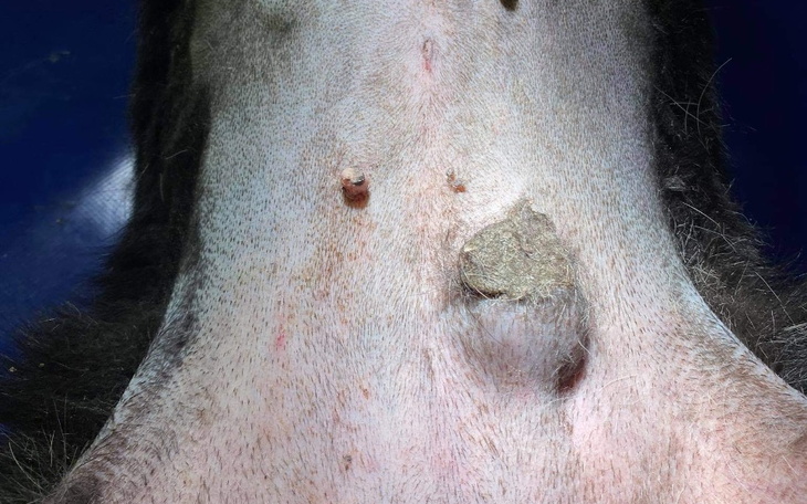 Zbiórka Misia zbiera na operację guza - zdjęcie główne