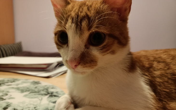 Zbiórka Pomoc w utrzymaniu zwierząt_7 - zdjęcie główne