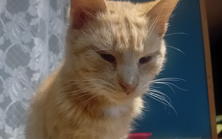 Rudy kot z zamyśloną miną, na tle zasłony.