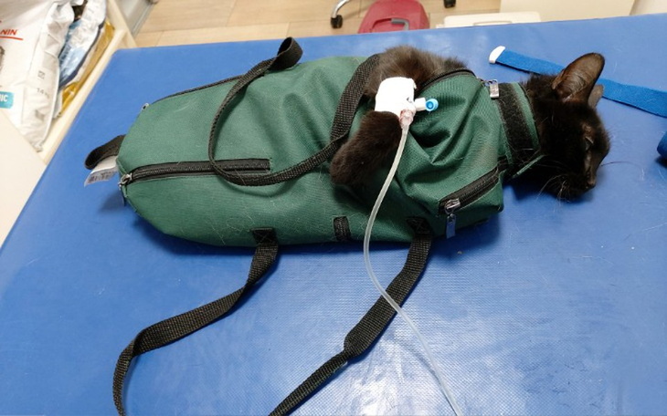 Zbiórka Kocia niedola - zdjęcie główne