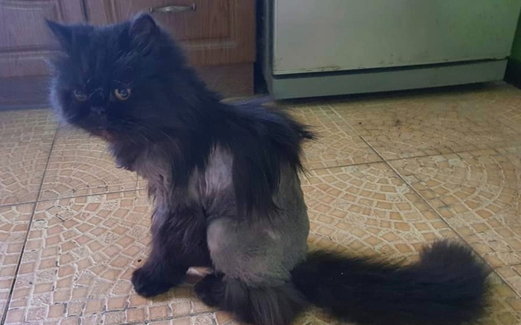 Zbiórka Leczenie Adosława i Gochy - zdjęcie główne