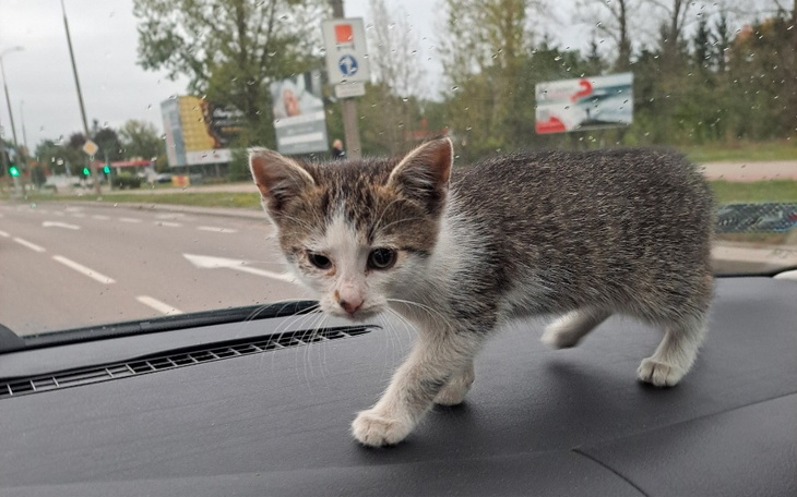 Zbiórka Kotka Kicia - zdjęcie główne