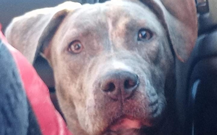 Zbiórka Na szczeniaczka. - zdjęcie główne