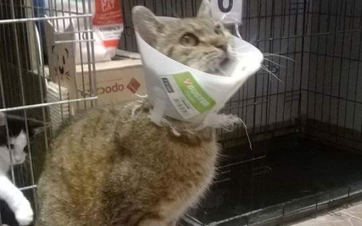 Zbiórka FIV,polipy,operacja-pomóż Fuksji - zdjęcie główne