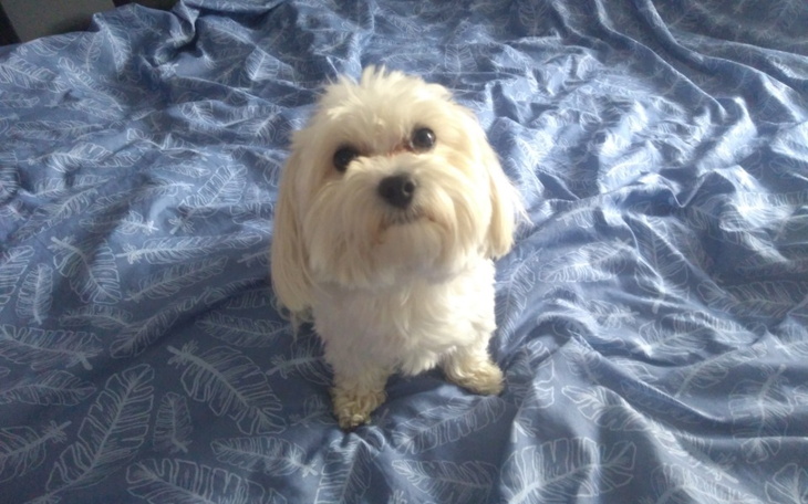 Zbiórka Potrzeba behawiorysty dla pieska - zdjęcie główne